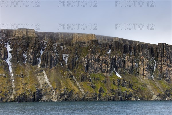 Seabird breeding colony in basalt cliff Alkefjellet