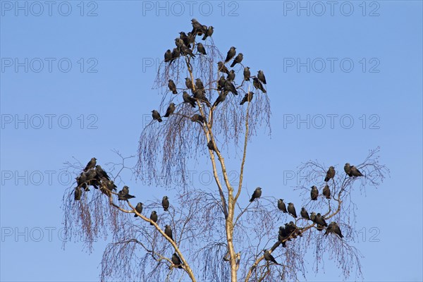 Western Jackdaw