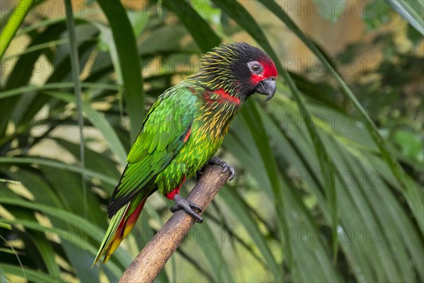 Yellowish-streaked lory