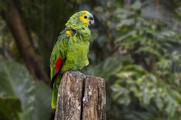 Turquoise-fronted amazon