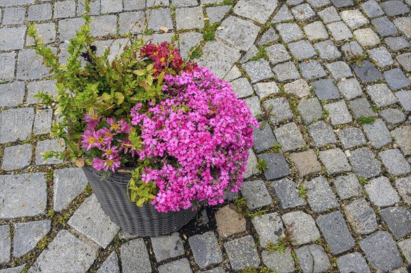 Flower pot with creeping phlox