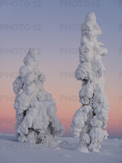 Dawn and snow-covered trees in Pyhae-Luosto National Park