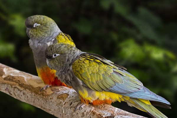 Burrowing parrot