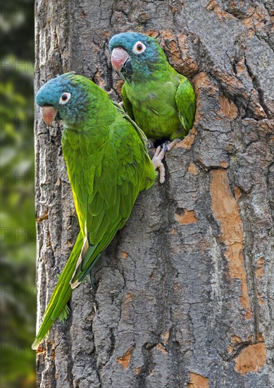 Blue-crowned parakeet