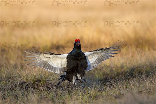 Black grouse