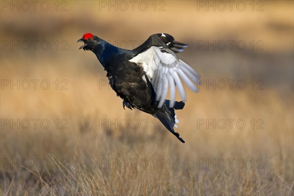 Black grouse