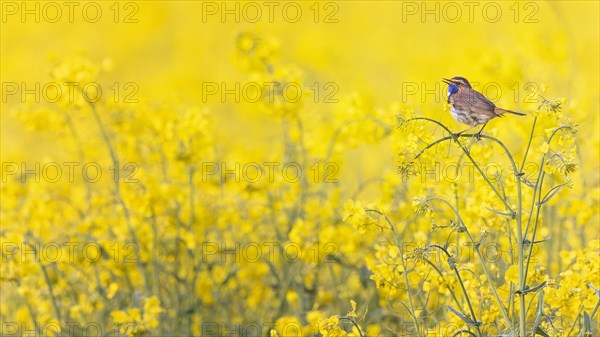 Bluethroat