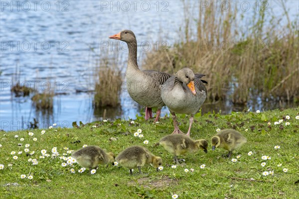 Greylag geese