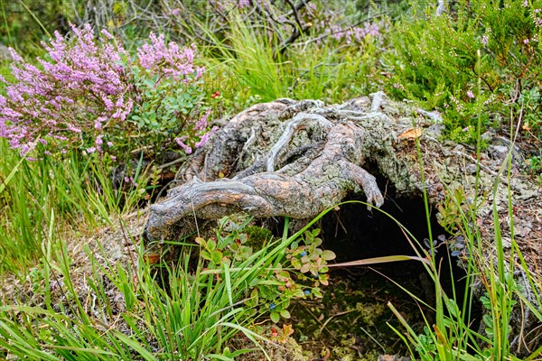 Vegetation and scenery in the Georgenfelder Hochmoor nature reserve