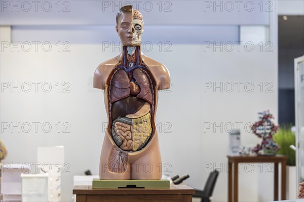 Torso for biology lessons