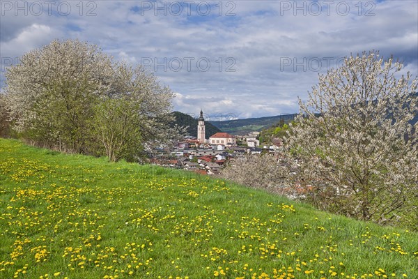 Castelrotto with blossoming trees