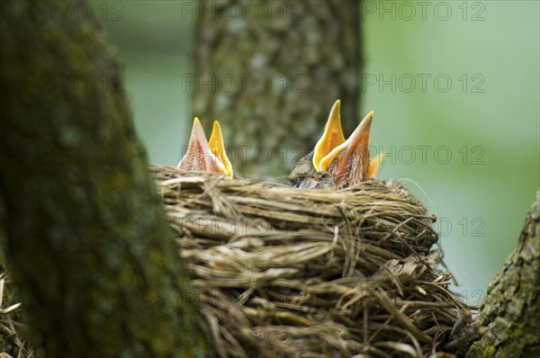 Birds in nest