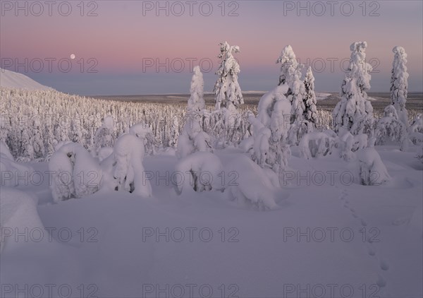 Full moon with day-night boundary and snow-covered trees over Pyhae-Luosto National Park