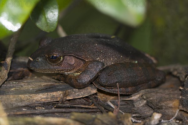 Madagascar frog