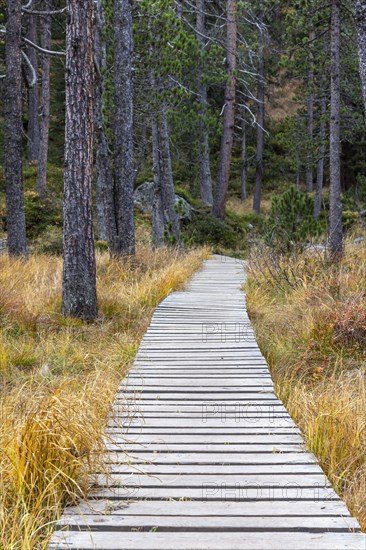 Yellow coloured larches in autumn at Lake Palpuogna