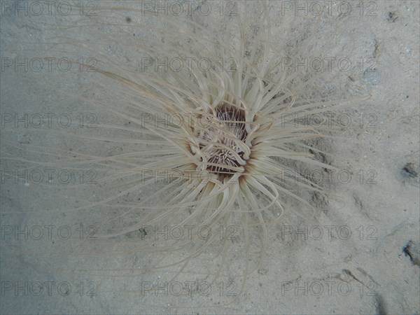 Tube-dwelling anemone