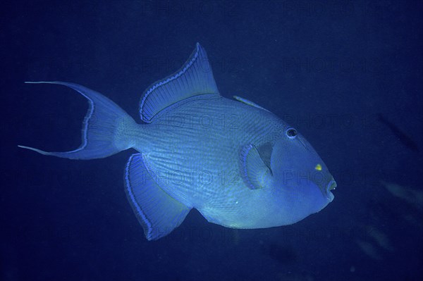 Blue triggerfish