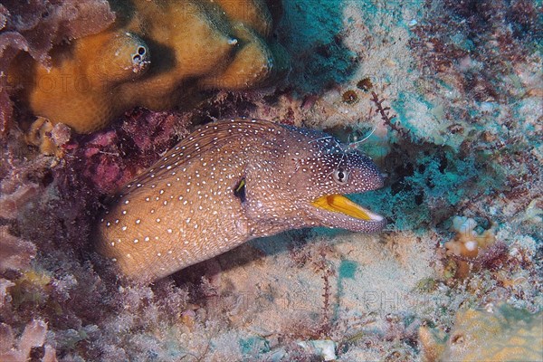 Starry moray