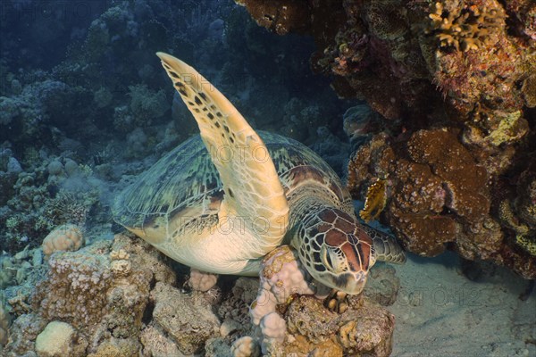 Green turtle