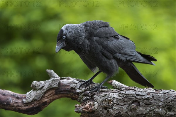 Aggressive Western Jackdaw