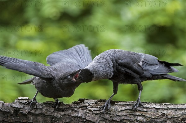 Western Jackdaw