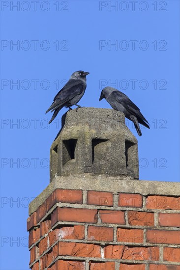 Western Jackdaws