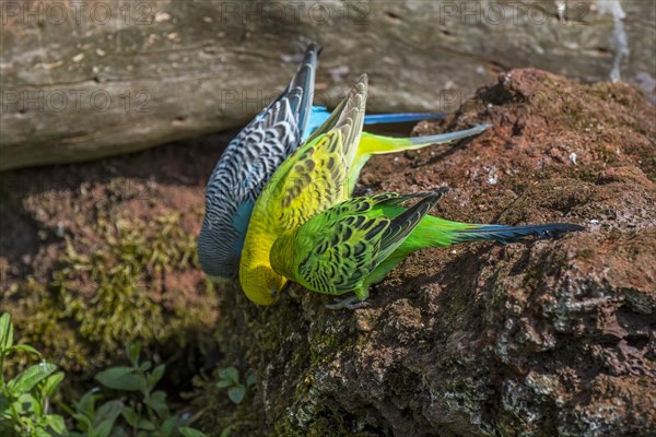 Colourful budgerigars