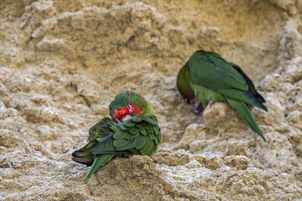 Mitred parakeets