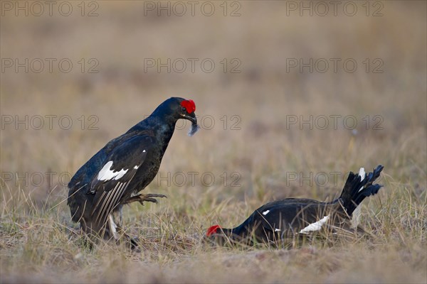 Black grouse