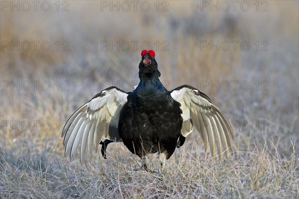 Black grouse