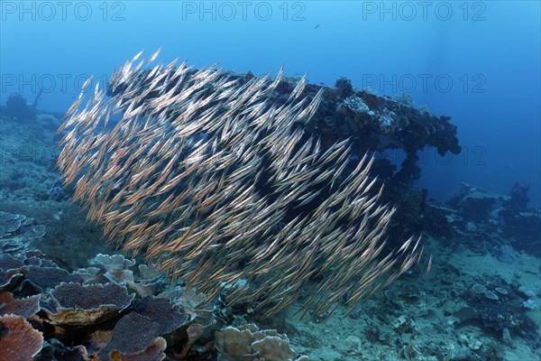 Shoal of snipe knifefish