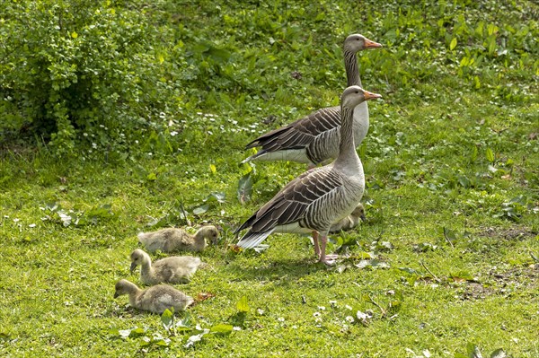 Greylag geese