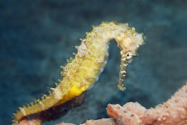 Spiny seahorse