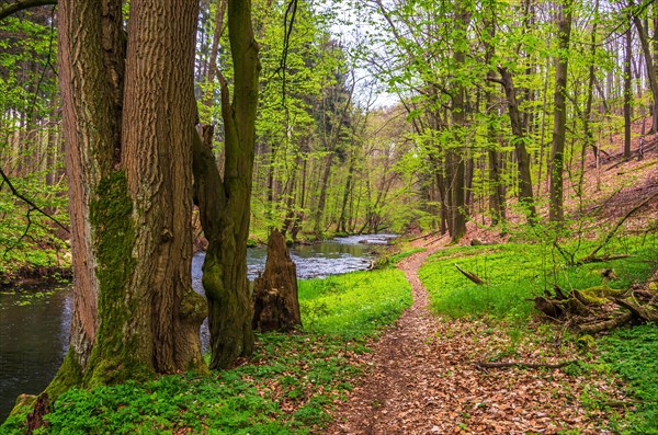 River landscape of the Grosse Roeder in the park of the Seifersdorfer Tal