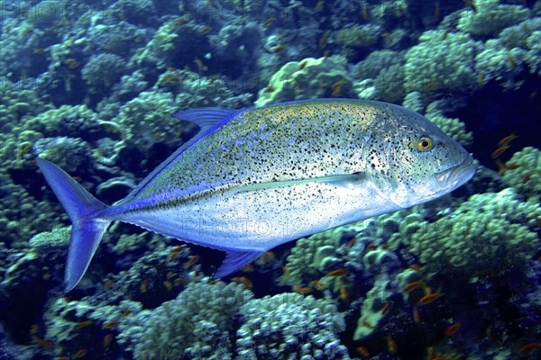 Bluefin trevally