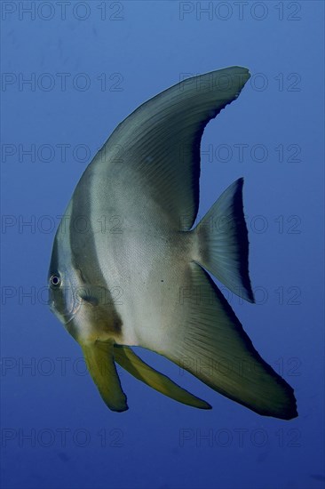 Juvenile roundhead batfish