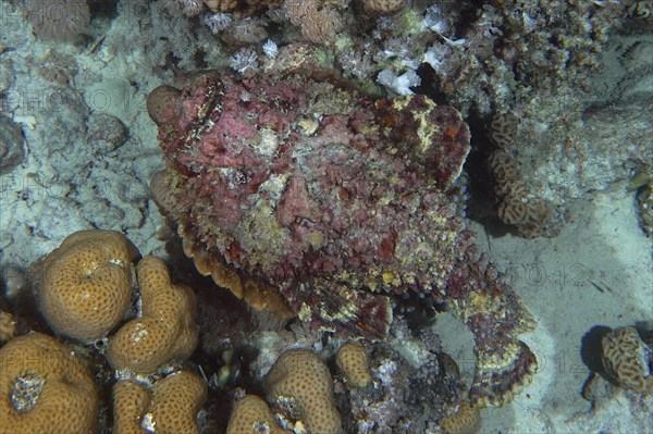 Reef stonefish