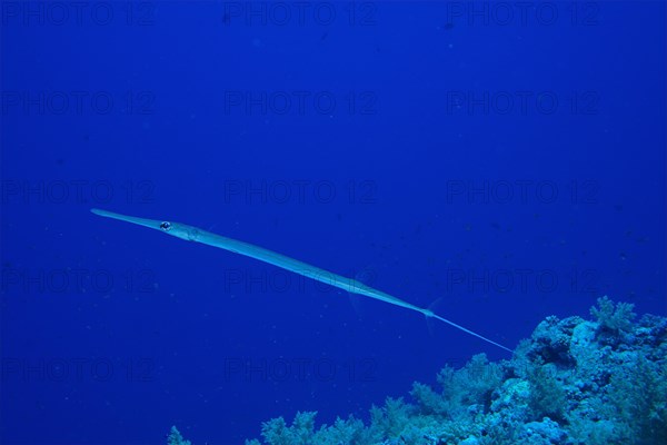 Bluespotted cornetfish