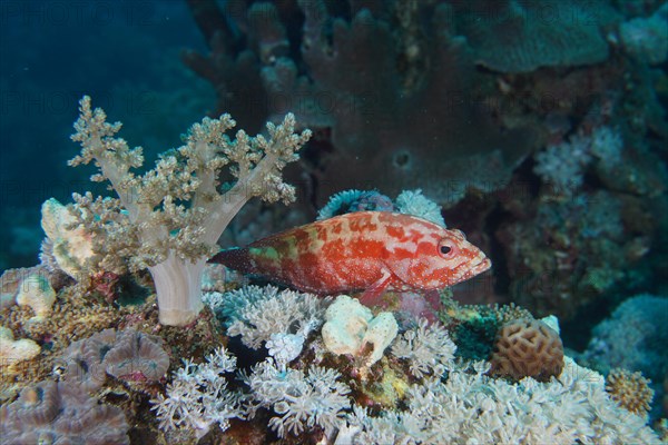 Jewel grouper