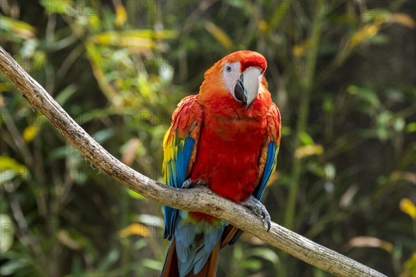 Scarlet macaw