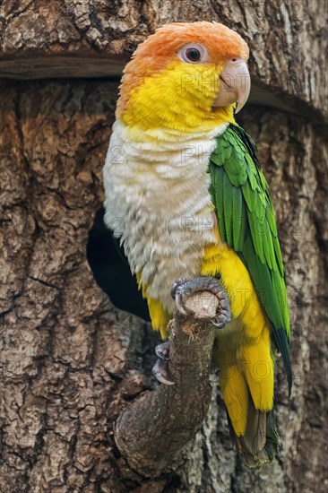 Green-thighed parrot