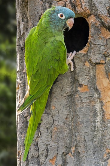 Blue-crowned parakeet