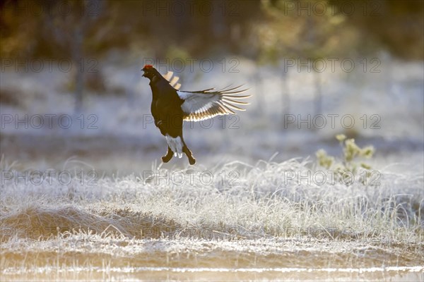 Black grouse