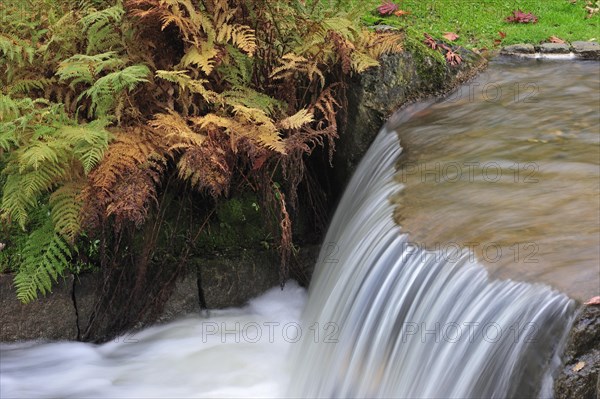 Ferns and waterfall in Japanese garden in autumn at Hasselt