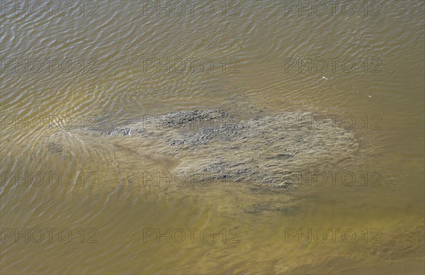 Mudflats