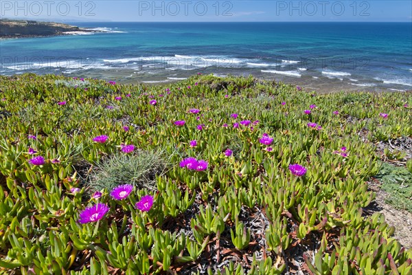 Hottentot Fig