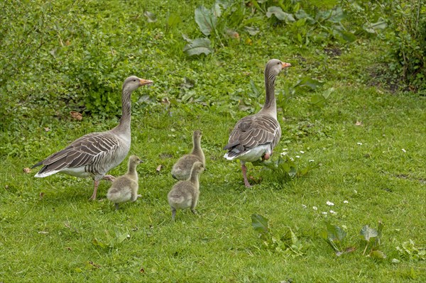 Greylag geese