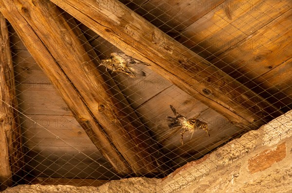 Birds got caught in the wire mesh on the ceiling of the west tower of the Romanesque monastery ruins of St. Wigbert near Bad Frankenhausen in Kyffhaeuserland and died there