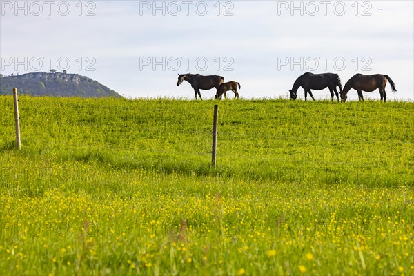 Horses in a paddock