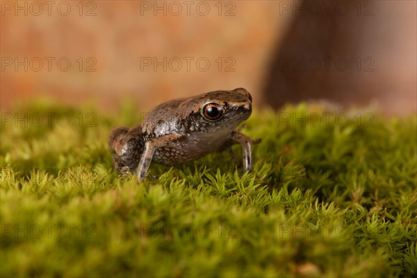 Dwarf Madagascar English frog